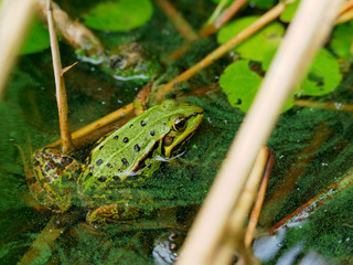 Frosch