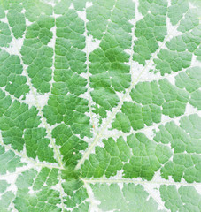 green pumpkin leaves which can use for Thai cooking.