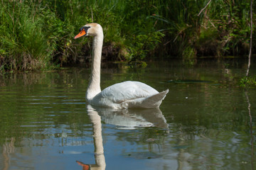 Cygne dans le Marais Poitevin