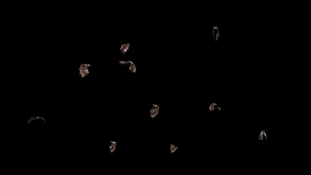 Bats Halloween Alpha Matte Loop Fly 3D Rendering Animation 4K