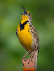 Western Meadowlark in Song