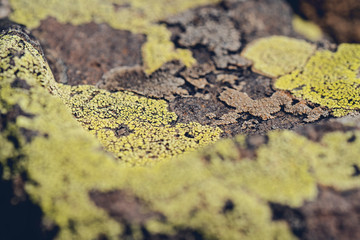 Moss and lichen grow on a stone. Macro. background of Lichen Moss stone.