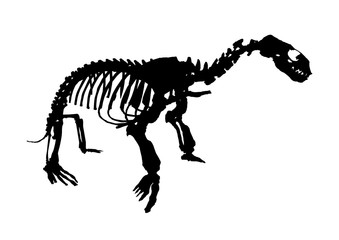 sea lion skeleton fossil, isolated animal vector illustration on white background