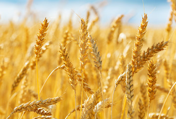 Close up of wheat ears. Field of wheat in a summer day - obrazy, fototapety, plakaty