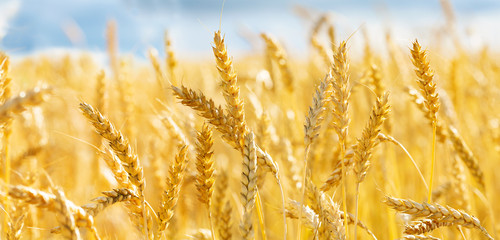Close up of wheat ears. Field of wheat in a summer day © Nitr