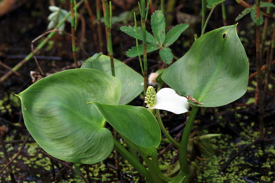 Calla palustris. Water arum in Yamal swamp