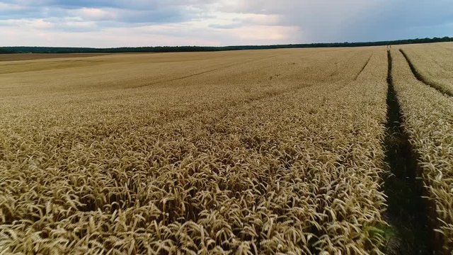 Low flight over the earworms of ripe wheat.