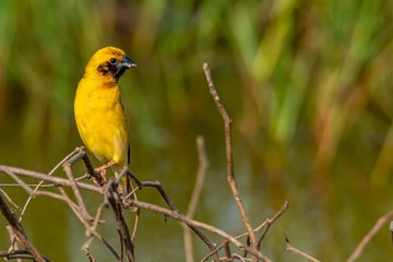 Bright and yellowish male Asian Golden Weaver perching on dried perch, looking into a distance