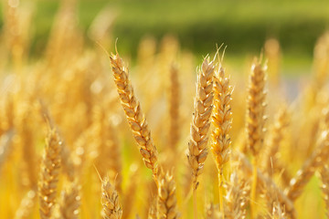 Close up of wheat ears. Field of wheat in a summer day