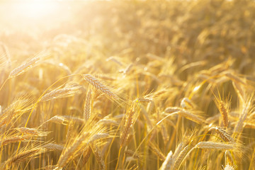Close up of rye ears, field of rye in a summer sunrise time