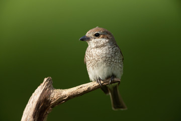 young red-backed shrike sitting on a branch