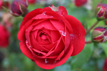 red rose with rain drops