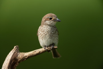 young red-backed shrike sitting on a branch