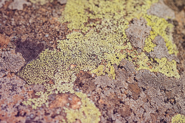 Moss and lichen grow on a stone. Macro. background of Lichen Moss stone.