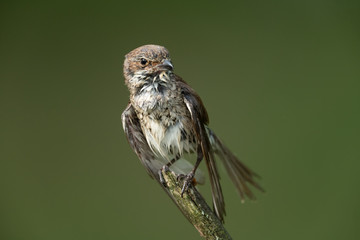 young red-backed shrike sitting on a branch