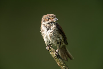 young red-backed shrike sitting on a branch