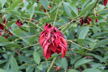 red flower