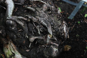 dark tree root
