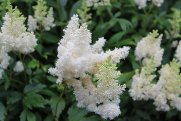 white flowers