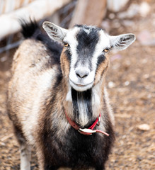 portrait of a goat