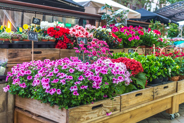 Fototapeta na wymiar Flower stall. Selling of seedlings of flowers