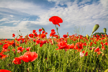 Fototapeta premium Field of poppy flowers under a blue cloudy sky