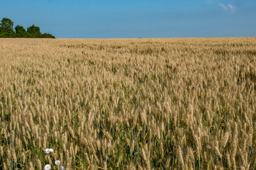 Wheat fields. Ripe wheat. It's time for harvesting.