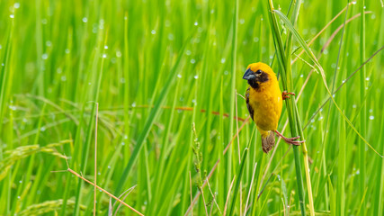 Bright and yellowish male Asian Golden Weaver perching on grass stem, looking into a distance