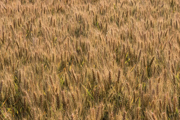 Wheat fields. Ripe wheat. It's time for harvesting.