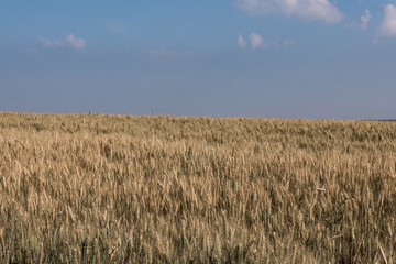 Wheat fields. Mature wheat against a blue sky background.