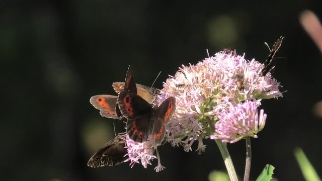 farfalle su fiore