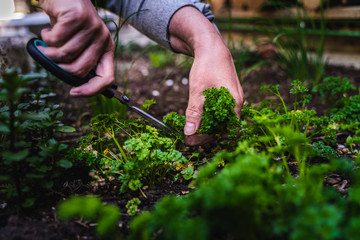 Fototapeta premium A woman picks and cuts parsley in the raised bed