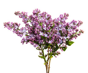 Lilac branch with flowers on an isolated white background.