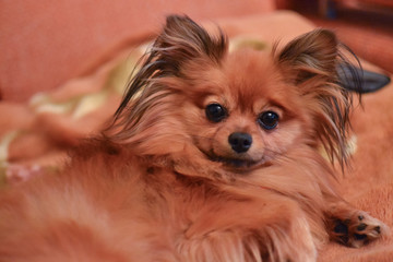 Purebred little brown dog Spitz with long hair