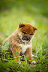 Serious and beautiful red shiba inu puppy sitting in the green grass in summer