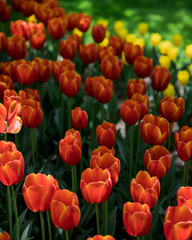 満開のカラフルなチューリップ
