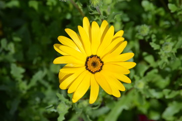 Blume