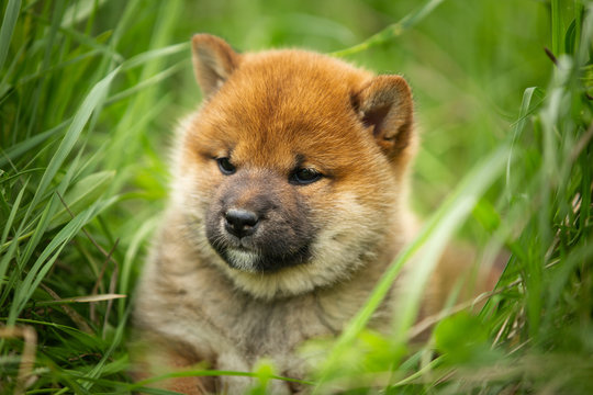 Cute and adorable red shiba inu puppy lying in the green grass in summer