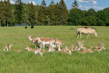 Group of young deer at Vestbirk in Denmark