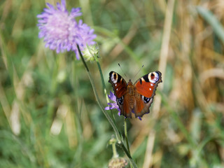 Schmetterling