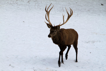 Deer, cervidae, mountain meadow, thuringia, germany, europe © Klaus Nowottnick