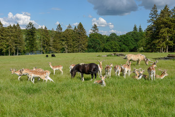 Group of young deer and hourses at Vestbirk in Denmark