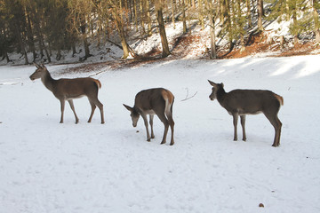 Fototapeta na wymiar Female deer, deer, cervidae, mountain meadow, thuringia, germany, europe
