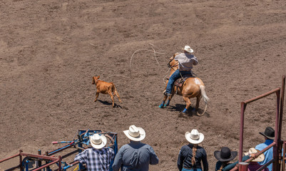 Calf Roping at a Rodeo, A cowboy wearing a tan shirt and tan hat swung a lasso over the neck of a calf he was chasing. He rides on a blond horse. Many cowboys and cowgirls are watching. 