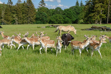 Group of young deer and hourses at Vestbirk in Denmark