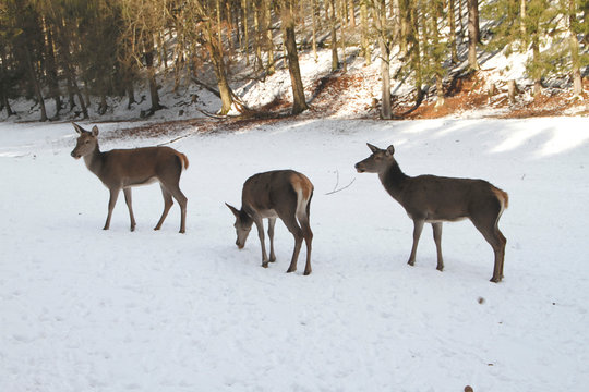 Female deer, deer, cervidae, mountain meadow, thuringia, germany, europe