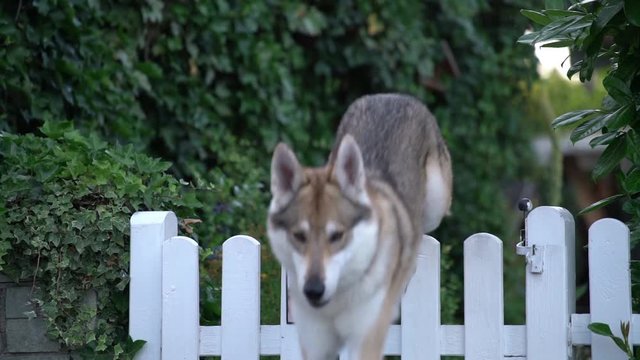 Ein Hund springt &uuml;ber den Gartenzaun, mehrere Szenen, Zeitlupe