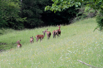 Hirschkühe © Klaus Nowottnick
