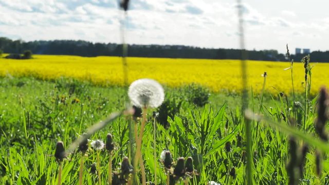 Panoramic view of golden grain fields , freen trees and blue sky, spring time. Sunny day. Estonia.
