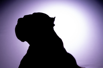 Silhouette portraits of an American Staffordshire Terrier Pit Bull dog